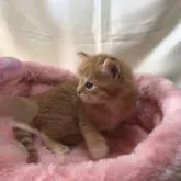 サイベリアン【三重県・男の子・2023年1月21日・レッドマッカレルタビーホワイト】の写真4