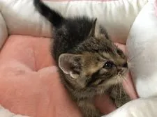 アメリカンショートヘア【三重県・女の子・2021年10月12日・ブラウンタビー】の写真4