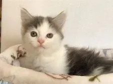 メインクーン【三重県・男の子・2020年1月7日・ブルータビー&ホワイト】の写真5