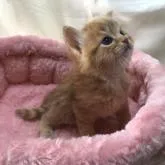 サイベリアン【三重県・男の子・2023年1月21日・レッドマッカレルタビーホワイト】の写真5