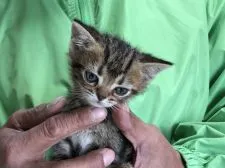 アメリカンショートヘア【三重県・男の子・2020年10月19日・ブラウンタビー】の写真5