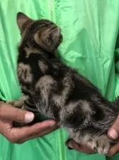 アメリカンショートヘア【三重県・男の子・2021年5月8日・ブラウンタビー】の写真5