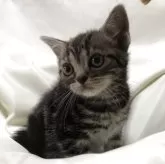 アメリカンショートヘア【三重県・女の子・2025年3月21日・シルバータビー】の写真10