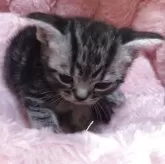 アメリカンショートヘア【三重県・女の子・2025年10月23日・シルバータビー】の写真10