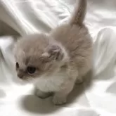 キンカロー【三重県・女の子・2025年7月2日・クリームタビーホワイト】の写真10