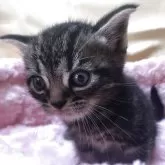 アメリカンショートヘア【三重県・男の子・2025年10月23日・ブラウンタビー】の写真10