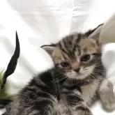 アメリカンショートヘア【三重県・女の子・2025年5月6日・ブラウンタビー】の写真10