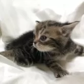 アメリカンショートヘア【三重県・女の子・2025年5月6日・ブラウンタビー】の写真11