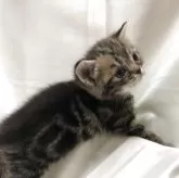 アメリカンショートヘア【三重県・女の子・2025年5月6日・ブラウンタビー】の写真12