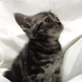 アメリカンショートヘア【三重県・女の子・2025年3月21日・シルバータビー】の写真12