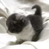 キンカロー【三重県・男の子・2025年7月2日・ブルータビーホワイト】の写真13