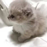 キンカロー【三重県・女の子・2025年7月2日・クリームタビーホワイト】の写真15