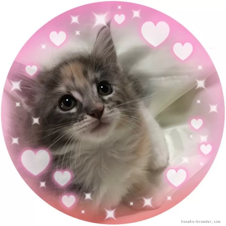 ID：2505-01226の子猫