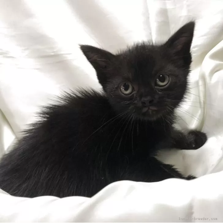 ID：2506-02532の子猫