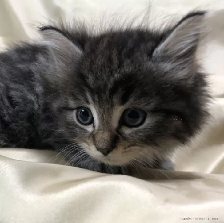 ID：2503-01352の子猫