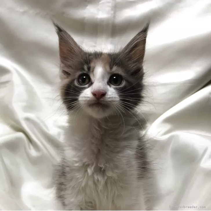 ID:2506-02535の子猫