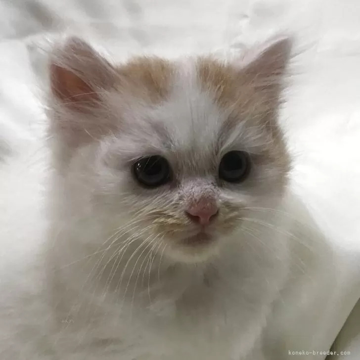 ID：2507-03347の子猫
