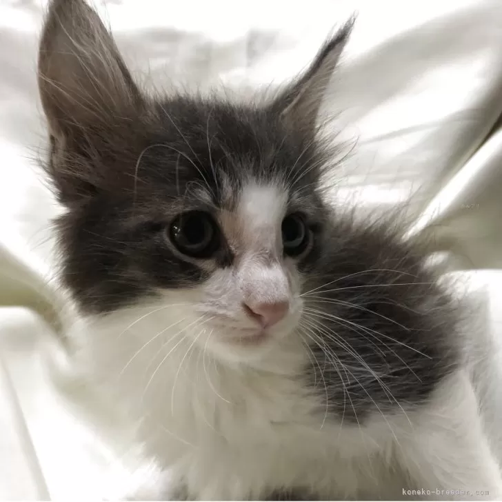 ID：2506-02538の子猫