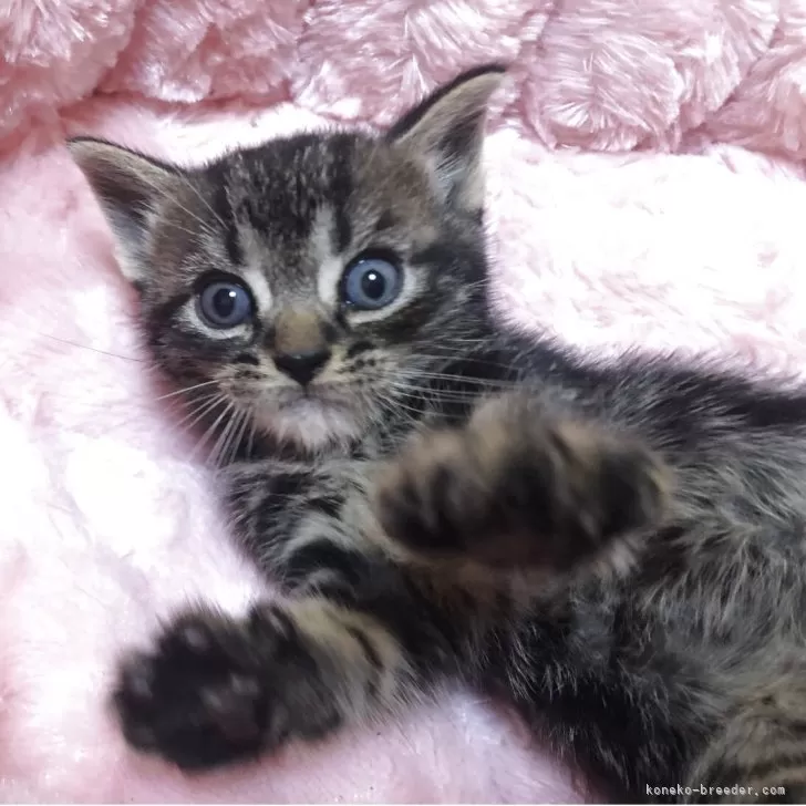 アメリカンショートヘア【三重県・男の子・2025年10月23日・ブラウンタビー】の写真1