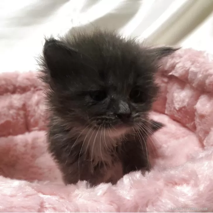 ID：2602-01093の子猫