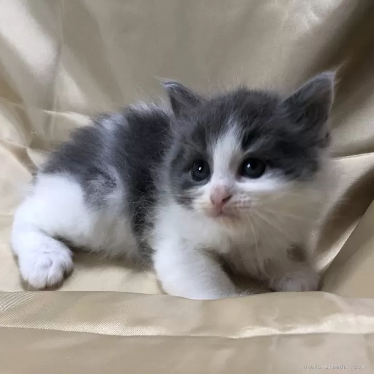 ID：2503-01359の子猫