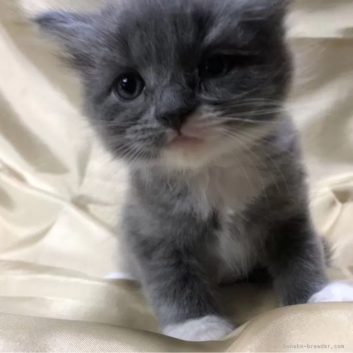 ID：2503-02806の子猫