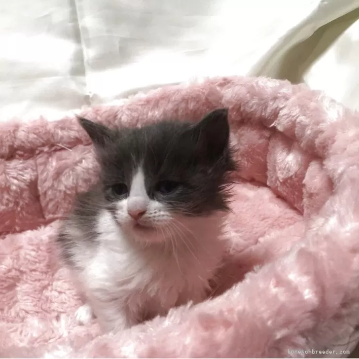 メインクーン【三重県・男の子・2026年1月17日・ブルーホワイト】の写真1