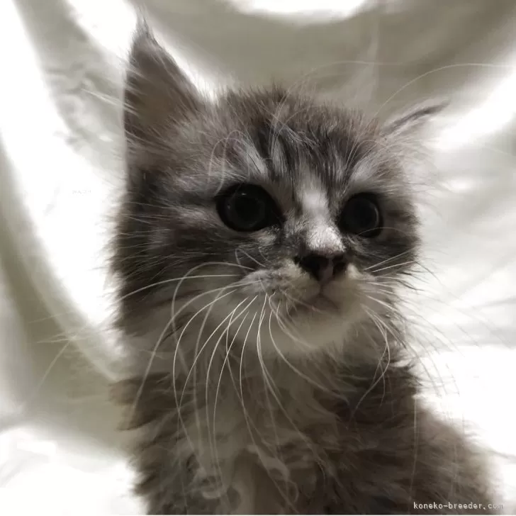 ID：2504-02025の子猫