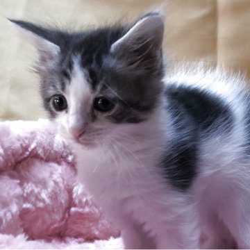 メインクーン【三重県・男の子・2025年9月17日・シルバータビーホワイト】の写真「ちょっぴり情けない感じ」