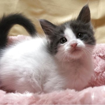 メインクーン【三重県・男の子・2025年9月17日・ブルーホワイト】の写真「可愛い男の子」