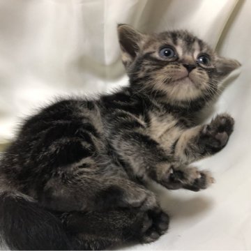 アメリカンショートヘア【三重県・女の子・2025年2月21日・ブラウンタビー】の写真「良血統の女の子」