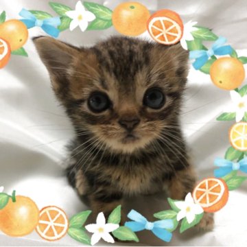 アメリカンショートヘア【三重県・男の子・2025年5月12日・ブラウンタビー】の写真「可愛い少し小ぶりな男の子」