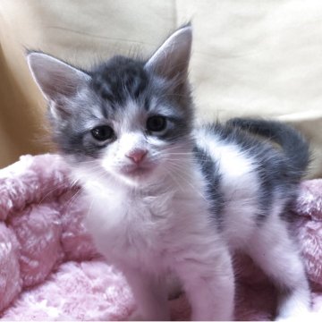 メインクーン【三重県・男の子・2025年9月17日・シルバータビーホワイト】の写真「ちょっぴり情けない感じ」