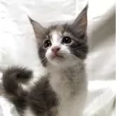 メインクーン