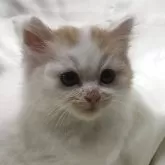 サイベリアン