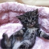 アメリカンショートヘア