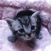 アメリカンショートヘア