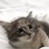 メインクーン