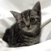 アメリカンショートヘア【三重県・女の子・2025年3月21日・シルバータビー】の写真2