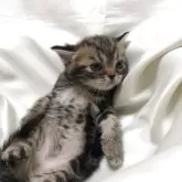 アメリカンショートヘア【三重県・女の子・2025年5月6日・ブラウンタビー】の写真2