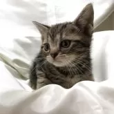 アメリカンショートヘア【三重県・男の子・2025年3月11日・ブラウンタビー】の写真3