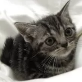 アメリカンショートヘア【三重県・女の子・2025年3月21日・シルバータビー】の写真5