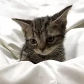 アメリカンショートヘア【三重県・男の子・2025年3月11日・ブラウンタビー】の写真5