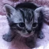 アメリカンショートヘア【三重県・女の子・2025年10月23日・シルバータビー】の写真5