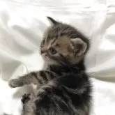 アメリカンショートヘア【三重県・女の子・2025年5月6日・ブラウンタビー】の写真5