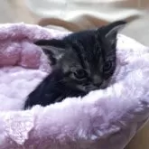 アメリカンショートヘア【三重県・男の子・2025年10月23日・ブラウンタビー】の写真5