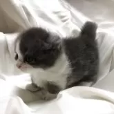 キンカロー【三重県・男の子・2025年7月2日・ブルータビーホワイト】の写真5