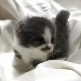 キンカロー【三重県・男の子・2025年7月2日・ブルータビーホワイト】の写真6