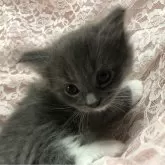 パパサイベリアン・ママメインクーン【三重県・男の子・2025年2月16日・ブルーホワイト】の写真6