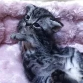 アメリカンショートヘア【三重県・女の子・2025年10月23日・シルバータビー】の写真7